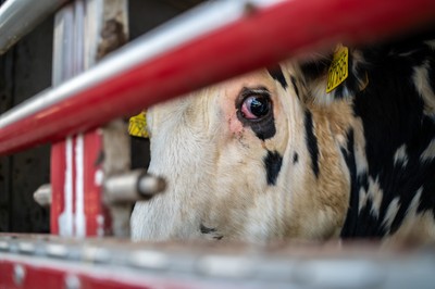 Kráva v transportu na hranicích v Turecku - Nevinné oběti